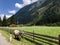 Tyrolese grey cow, bull with horn walking outside fence along green meadow, Tyrol, Austria