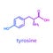 Tyrosine Tyr amino acid