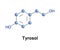 Tyrosol phenylethanoid molecule