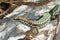 Tyrrhenian wall lizard