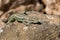 Tyrrhenian wall lizard