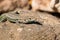 Tyrrhenian wall lizard