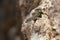 Tyrrhenian wall Lizard in Corsica. Padarcis tiliguerta