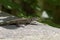 Tyrrhenian Wall Lizard, Padarcis tiliguerta, female lizard from Corsica, France