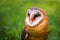 Tyto alba - Close Up Portrait of a Barn Owl