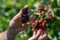 U pick blackberries farm, hands close up