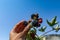 U pick blackberries farm, hands close up