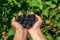 U pick blackberries farm, hands close up