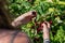 U pick blackberries farm, hands close up