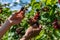 U pick blackberries farm, hands close up