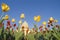 U.S Capitol Building with tulips