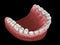 U-shape ovoid arch form of maxilla. Medically accurate tooth 3D illustration