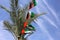 UAE Flags, Palm Tree Leaves and Blue Sky in United Arab Emirates