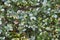 Ubame oak hedge Quercus phillyraeoides