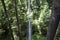 UBC botanical garden canopy walk