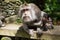 Ubud, mokey forest, indian Macaque monkeys with baby