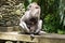 Ubud, mokey forest, indian Macaque monkeys with baby