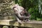 Ubud, mokey forest, indian Macaque monkeys with baby