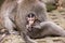 Ubud, mokey forest, indian Macaque monkeys with baby