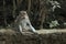 The Ubud Monkey Forest is a nature reserve and Hindu temple complex in Ubud, Bali, Indonesia.