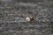 Uca vocans, Fiddler Crab walking in mangrove forest At bassien Beach Mumbai  Maharashtra India.