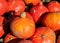 Uchiki Kuri pumpkins harvest in the field