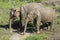 Udawalawe, Sri Lanka: National Park Asian Elephants many rehabilitated from sanctuary