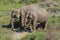 Udawalawe, Sri Lanka: National Park Asian Elephants many rehabilitated from sanctuary