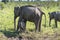 Udawalawe, Sri Lanka: National Park Asian Elephants many rehabilitated from sanctuary