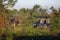 Udawalawe, Sri Lanka:Tourists in a safari vehicle viewing elephant in the National Park