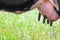 Udder of a cow with black nipples close-up. Capacity with fresh milk