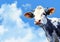 Udderly Professional: A Cute Cow\\\'s Portrait Against a Streaming