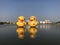 Udon Yellow Duck , Nong Prajak public park landmark in Udon Thani province.