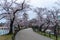 Ueno Park in Japan Tokyo Cherry blossoms