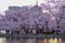 Ueno Sakura Matsuri Cherry Blossom Festival at Ueno ParkUeno Koen,Taito,Tokyo,Japan on April 7,2017:Cherry trees along Shinoba