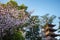 Ueno Sakura Matsuri Cherry Blossom Festival at Ueno ParkUeno Koen,Taito,Tokyo,Japan on April 7,2017:Five-story pagoda of forme