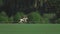 UFA RUSSIA - 05.09.2021: Match on a horse in a polo club. The rider kicks the white ball on the grass. The player hits