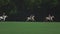 UFA RUSSIA - 05.09.2021: Match on a horse in a polo club. The rider kicks the white ball on the grass. The player hits