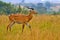 Uganda antelope. Ugandan kob jump, Kobus kob thomasi, rainy day in the savannah. Kob antelope in the green vegetation during the