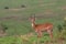 Uganda kob Antelope at Murchison Falls National Park