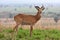 Uganda kob Antelope at Murchison Falls National Park