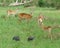 Uganda Kobs in grassy vegetation