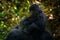 Uganda mountain gorilla with food. Detail head primate portrait with beautiful eyes. Wildlife scene from nature. Africa. Mountain