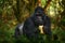 Uganda mountain gorilla with food. Detail head primate portrait with beautiful eyes. Wildlife scene from nature. Africa. Mountain