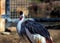 Uganda\\\'s Regal Grace - Grey Crowned Crane (Balearica regulorum