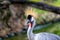 Uganda\\\'s Regal Grace - Grey Crowned Crane (Balearica regulorum