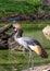 Uganda\\\'s Regal Grace - Grey Crowned Crane (Balearica regulorum