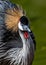 Uganda\\\'s Regal Grace - Grey Crowned Crane (Balearica regulorum