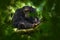 Uganda wildlife. Chimpanzee, Pan troglodytes, on the tree in Kibale National Park, Uganda, dark forest. Black monkey in the nature