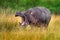 Uganda wildlife, Hippo with open mouth muzzle with toouth, danger animal in the water. Detail portrait of hippo head.